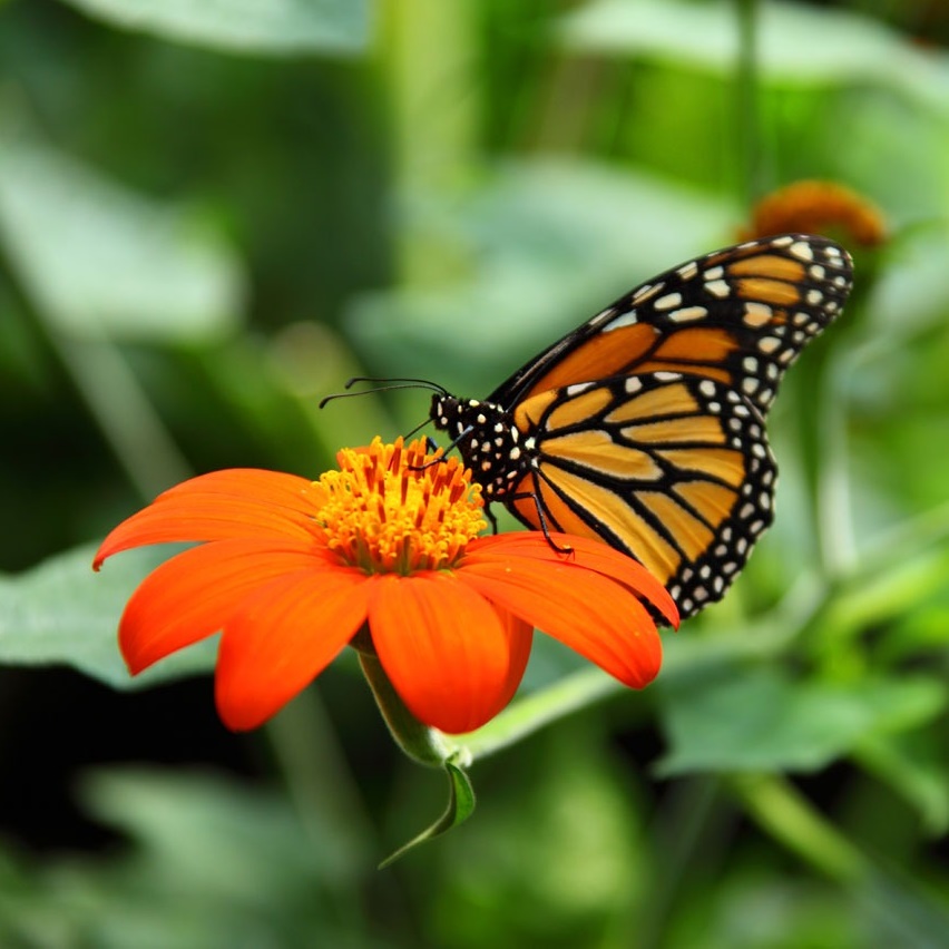 Bild på fjäril som sitter på en blomma